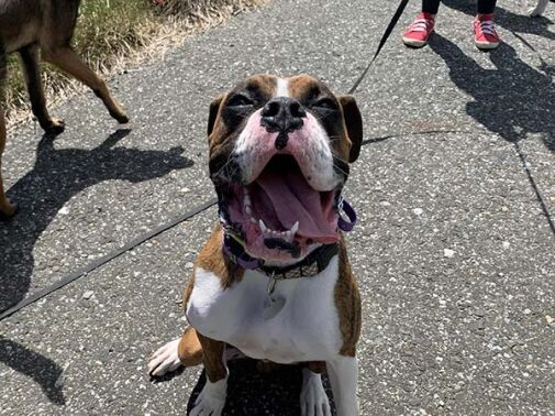 Dog Train Services by American Canine Coach