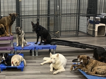 Dog Board Services by American Canine Coach