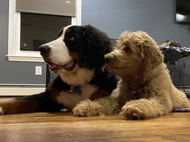 Puppy boarding and training