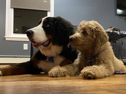 Puppy boarding and training
