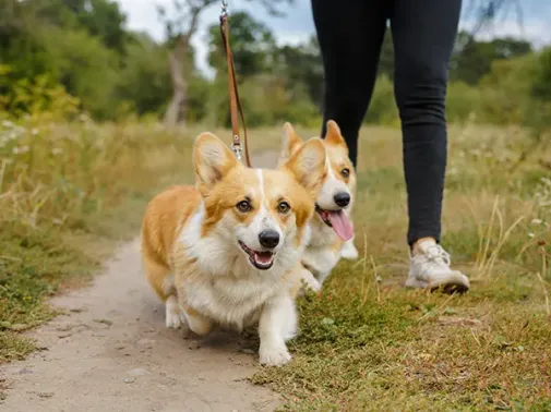two dogs walking with trainer