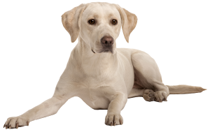 yellow lab puppy