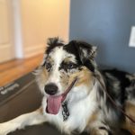 Board and Train Program