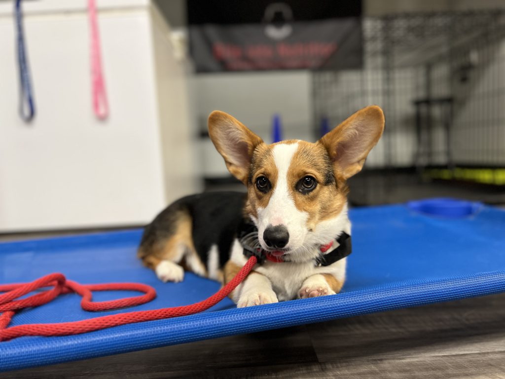 A puppy undergoing training in our board and train South Jersey dog training facility
