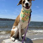 Phoebe the Board and Train Dog