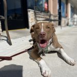 Rudy Board and Train Boot Camp