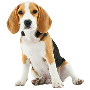 New puppy ready for training