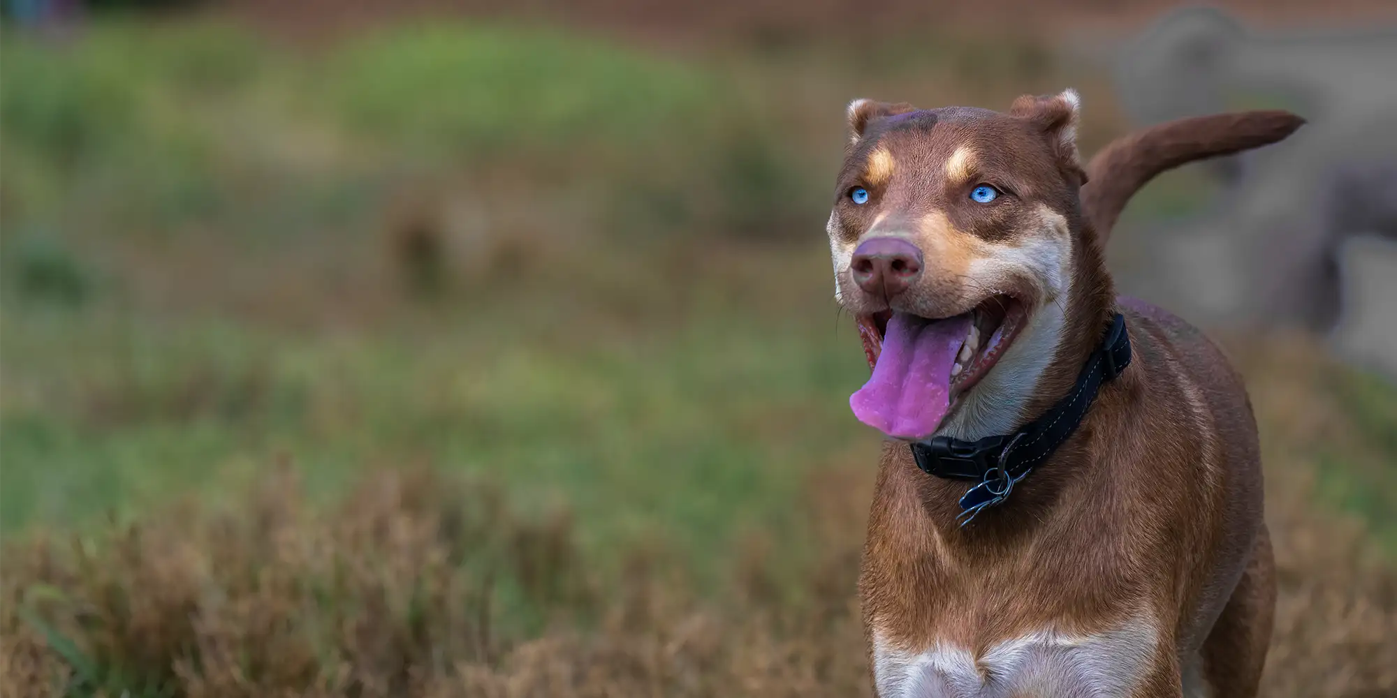 a dog running