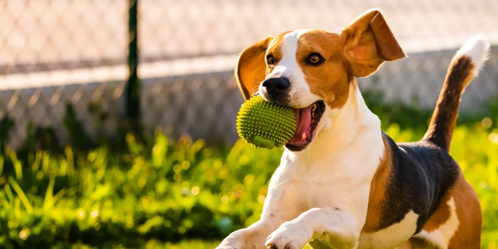 A dog with a ball in our South Jersey dog training facility