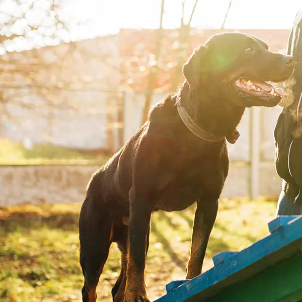 South Jersey dog training for a service dog