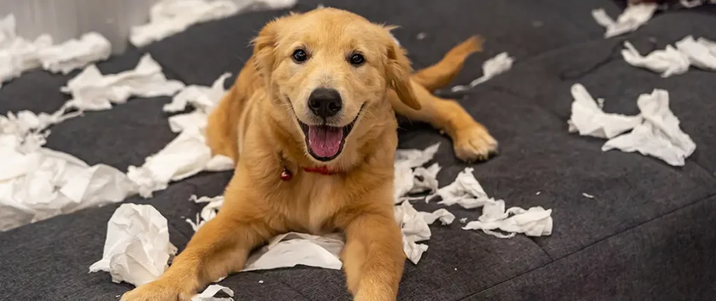 puppy behaving badly before training at South Jersey dog training facility