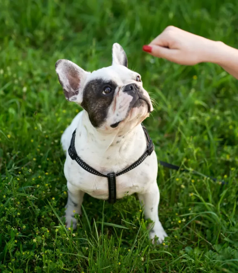 dog training at the park in south jersey