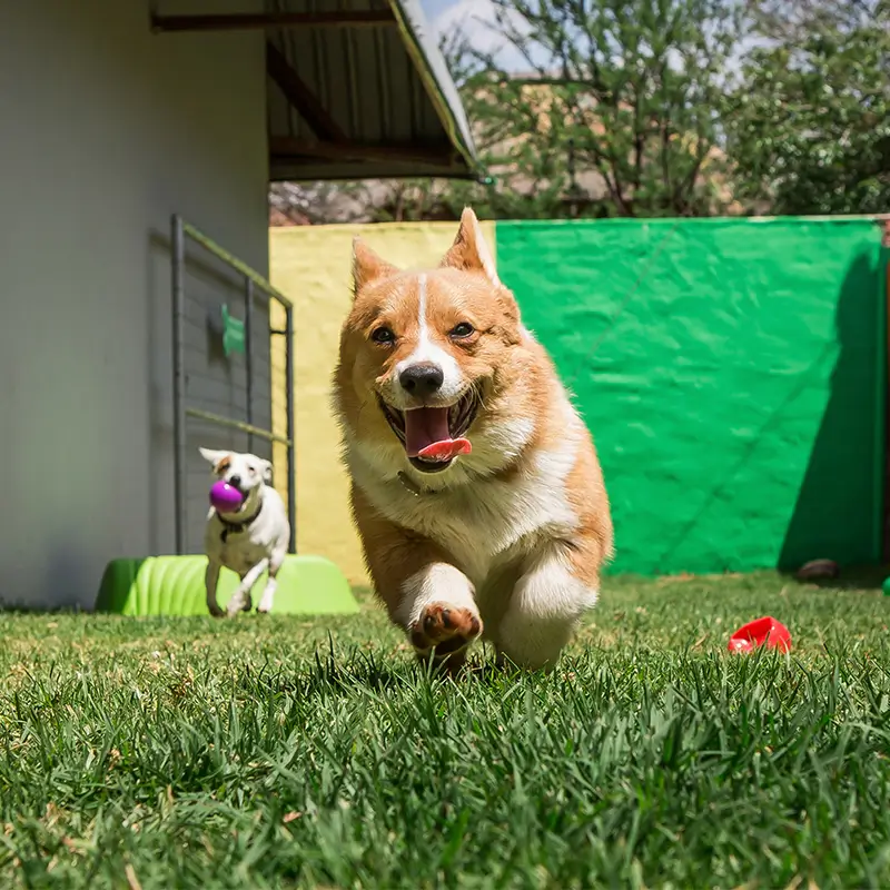 Dog Boarding and Training in South Jersey